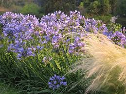 Agapanthus mix 0.10 - 0.20 m, floarea dragostei cu inflorescențe albastre, ideale pentru grădina ta.
