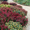 Liliac japonez "Rubella" 0.40 - 0.50 m / Skimmia japonica "Rubella"/