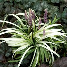 Liriope muscari "Okina"