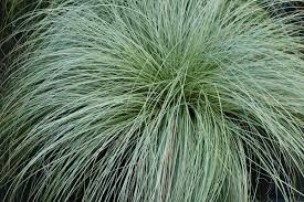 Carex morrowii "Frosted Curls" 0.20 - 0.30 m