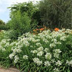 Agapanthus "Double Diamond" ®  0.10 - 0.20 m