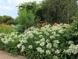 Agapanthus "Double Diamond" ®  0.10 - 0.20 m