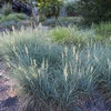 Festuca "Cool as ice"