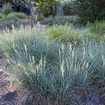 Festuca "Cool as ice"
