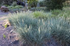 Festuca "Cool as ice"