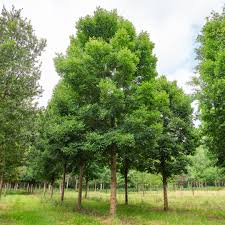 Frasin de Pensilvania 'Cimmzam'  3.50 - 4.00 m / Fraxinus pennsylvanica 'Cimmzam' /