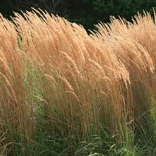 Calamagrostis acutiflora "Karl Foerster" 0.20 - 0.30 m