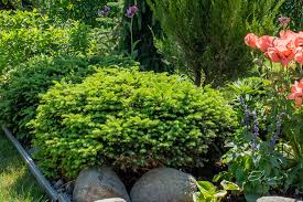 Molid "Little Gem " / Picea abies 'Little Gem'/ - Gradina Noastra