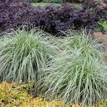 Carex morrowii "Frosted Curls" 0.20 - 0.30 m