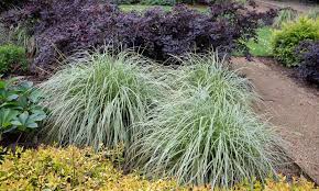 Carex morrowii "Frosted Curls" 0.20 - 0.30 m