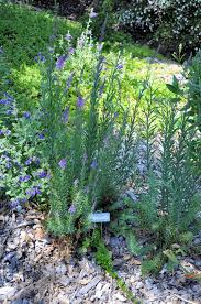 Linaria purpurea