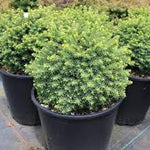 Molid "Little Gem " / Picea abies 'Little Gem'/ - Gradina Noastra