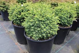Molid "Little Gem " / Picea abies 'Little Gem'/ - Gradina Noastra
