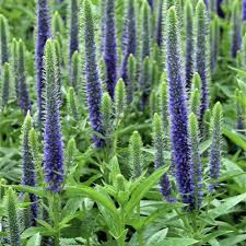 Veronica "Rroyal Candles" 0.10 - 0.20 m