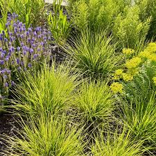 Sesleria autumnalis
