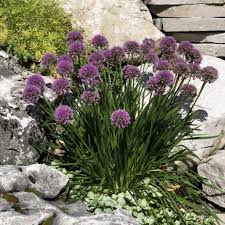 Allium"Millenium" 0.10 - 0.20 m