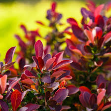 Dracila "Fireball" / Berberis thunbergii "Fireball"/ by gradina-noastra