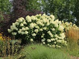 Hortensia paniculata "Grandiflora", tufă cu flori albe, ideală pentru grădini de la [Numele magazinului].
