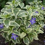 Vinca major "Variegata" 0.20 - 0.40 m