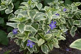 Vinca major "Variegata" 0.20 - 0.40 m