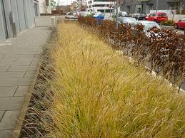 Sesleria autumnalis