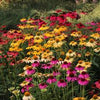 Echinacea purp. "Cheyenne Spirit" - Gradina Noastra