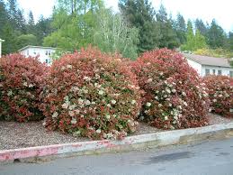 Photinia "Red Robin" minge 0.80 - 1.00 m / Photinia serulata "Red Robin"/