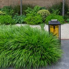 Hakonechloa macra 0.20 - 0.30 m / Hakonechloa macra /