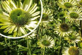 Echinacea purpurea 'Green Jewel'  0.20 - 0.40 m