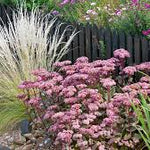 Iarba grasa "Matrona" 0.10 - 0.20 m / Sedum "Matrona"/