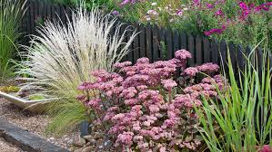 Iarba grasa "Matrona" 0.10 - 0.20 m / Sedum "Matrona"/