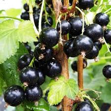 Coacăz negru 'Ben Nevis' 0.40 -0.50 m / Ribes nigrum. 'Ben Nevis' /