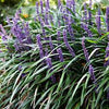 Liriope muscari "Ingwersen"