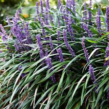 Liriope muscari "Ingwersen"
