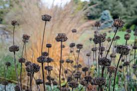 Phlomis tuberosa 0.10 - 0.20 m
