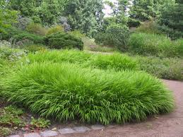 Hakonechloa macra 0.20 - 0.30 m / Hakonechloa macra /