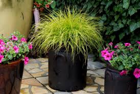Pennisetum alopecuroides "JS Jommenik" 0.10 - 0.20 m