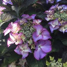 Hortensia "Tiffany" 0.40 - 0.60 m / Hydrangea macr. "Tiffany" /