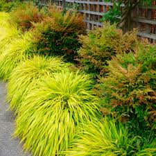 Hakonechloa macra "All Gold " 0.20 - 0.30 m /Hakonechloa macra "All Gold"/