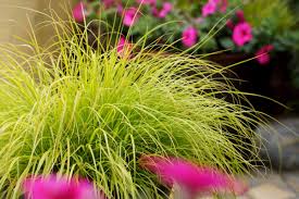Pennisetum alopecuroides "JS Jommenik" 0.10 - 0.20 m