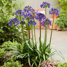 Agapanthus mix 0.10 - 0.20 m, flori spectaculoase în nuanțe de albastru și violet, ideale pentru grădină.