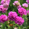 Armeria pseud. 'Ballerina Purple Rose'