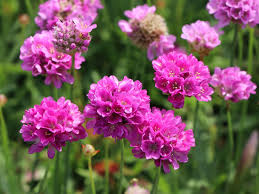 Armeria pseud. 'Ballerina Purple Rose'