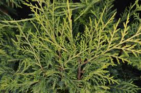 Ienupar "Pfitzeriana Aurea" Bonsai 1.40 - 1.60 m / Juniperus × media "Pfitzeriana Aurea"/
