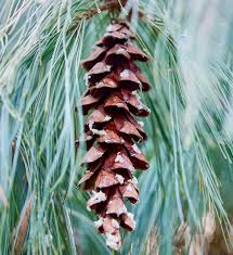 Pin strob "Minima"/ Pinus strobus "Minima" - Gradina Noastra