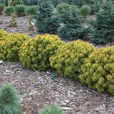 Pin pitic 'Ophir' 0.25 - 0.30 m / Pinus mugo 'Ophir'/