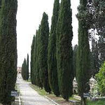 Chiparos de Italia 5.00 -  6.00 m / Cupressus sempervirens "Pyramidalis" /