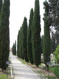 Chiparos de Italia 5.00 -  6.00 m / Cupressus sempervirens "Pyramidalis" /