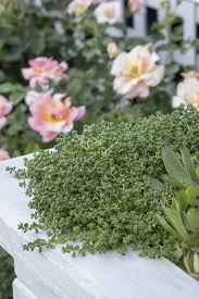 Iarba grasa  0.10 - 0.20 m / Sedum album /