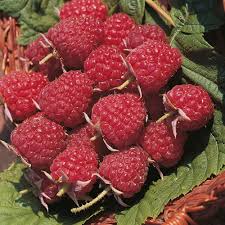 Zmeur "Autumn Bliss"  0.40 -0.50 m / Rubus idaeus "Autumn Bliss" /